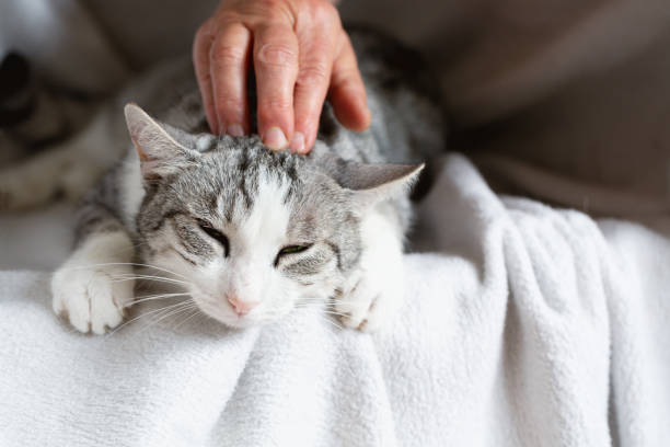 istock Owner stroking cute tabby cat  with white spots, close - up 1333064164