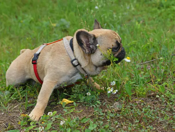 Photo of Funny French bulldog puppy among wildflowers