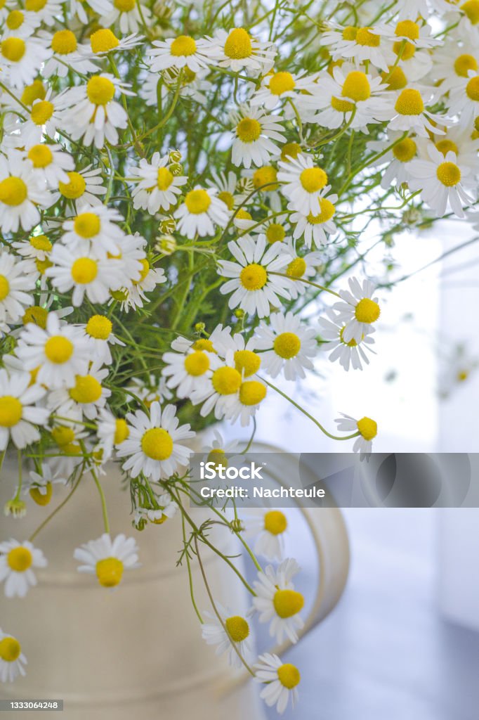 Nature medicine, wild healthy beneficial plants wild chamomile bouquet in vintage vase in bright dayligt Art Stock Photo