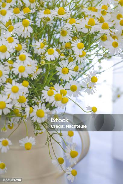 Nature Medicine Wild Healthy Beneficial Plants Stock Photo - Download Image Now - Art, Beauty, Blossom