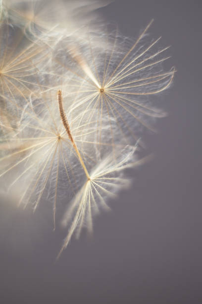istock natural minimalist Backgrounds