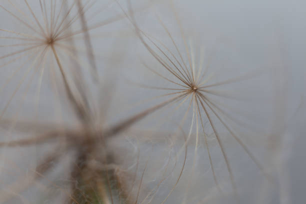 istock natural minimalist Backgrounds