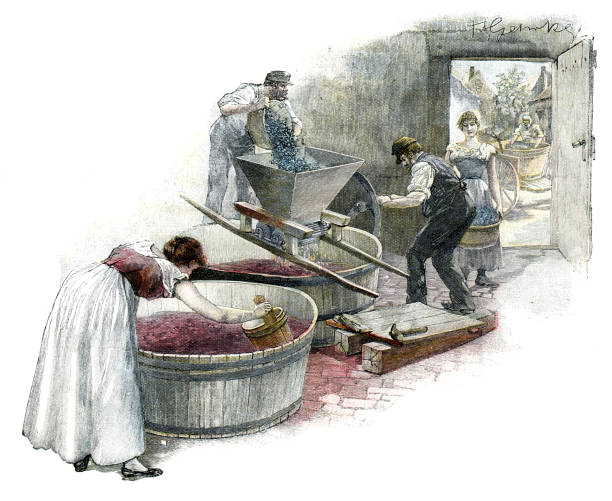 ilustrações de stock, clip art, desenhos animados e ícones de people working at grape harvesting making wine 1896 - vintner