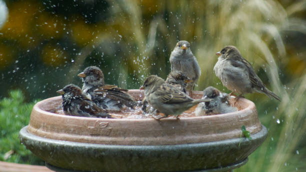 フォーゲルバート - birdbath ストックフォトと画像