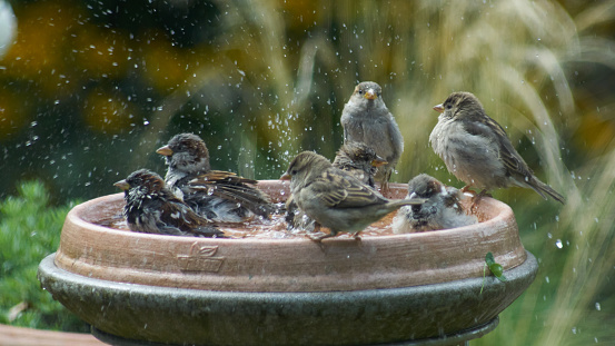 Bird bath in the garden