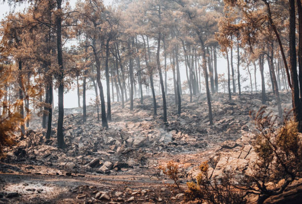 istock Smoke Rises From the Forest After the Fire 1333065633