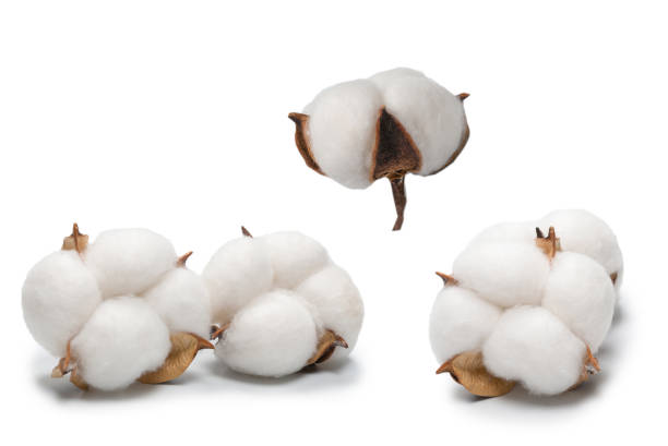 istock Cotton flower branch isolated on white background. 1333066729