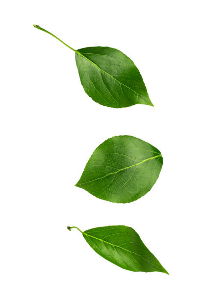 istock Three green leaves are flying down on a white background. Isolated leaves. 1333067402