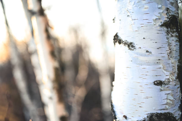 istock White and black birch trunks, woods in different focus. Betula forest 1333067492