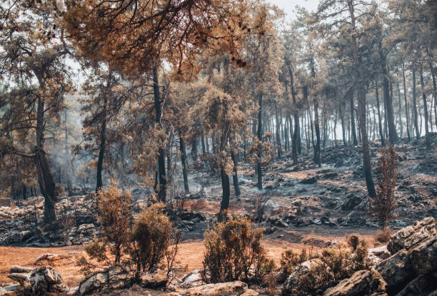 istock Smoke Rises From the Forest After the Fire 1333067564