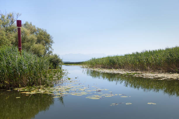 istock Boating on the beautiful Skadar Lake. Montenegro. 1333068115