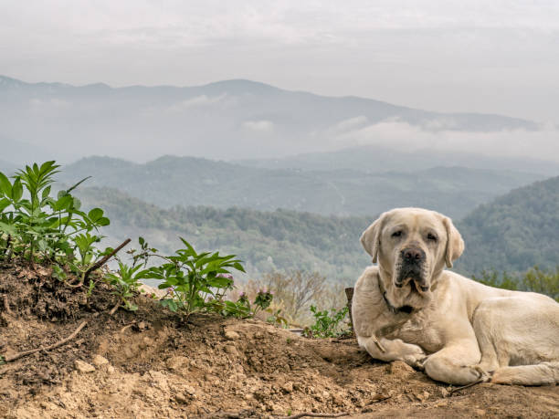 white guard dog - 2547 imagens e fotografias de stock