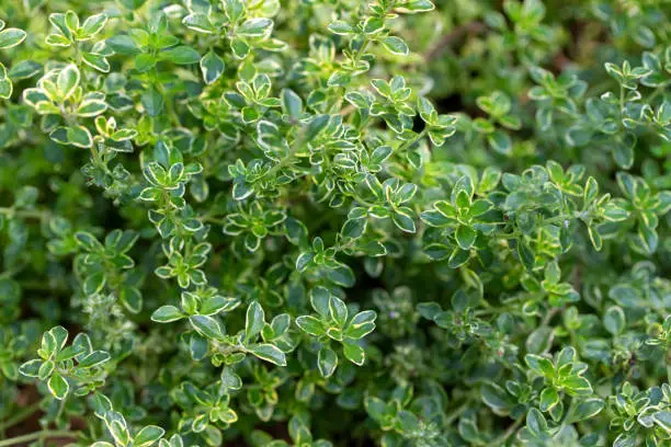 Photo of Variegated lemon thyme herb plants in an herb garden