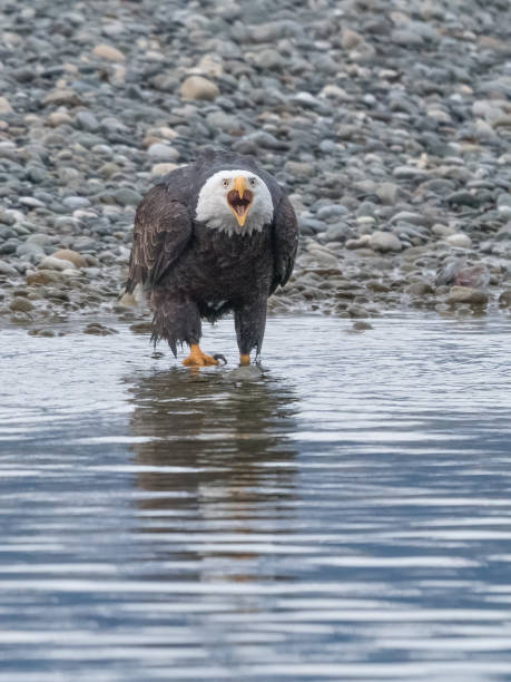 istock Alaska Bald Eagles in water with fish at Chilkat River 1333069337