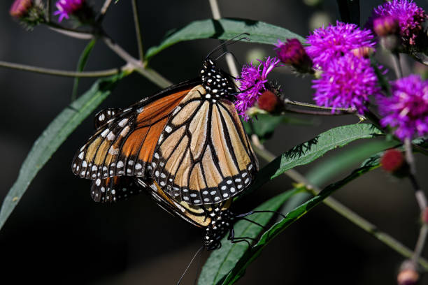 istock Monarch butterflies mating on ironweed flower. 1333069353