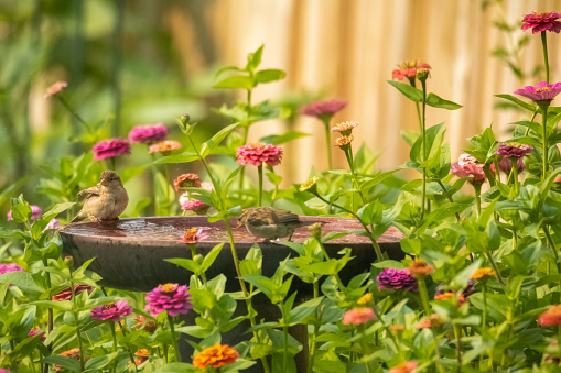 One small bird sitting on edge of birdbath surrounded by blooming zinnia flowers. Backyard garden