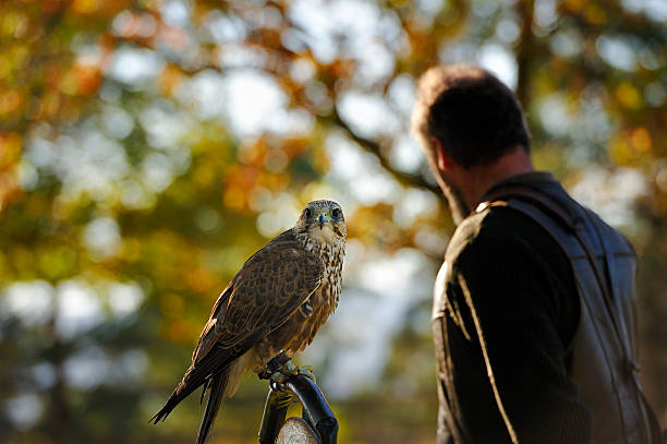 falcon, falco cherrug. - regenstein fotografías e imágenes de stock