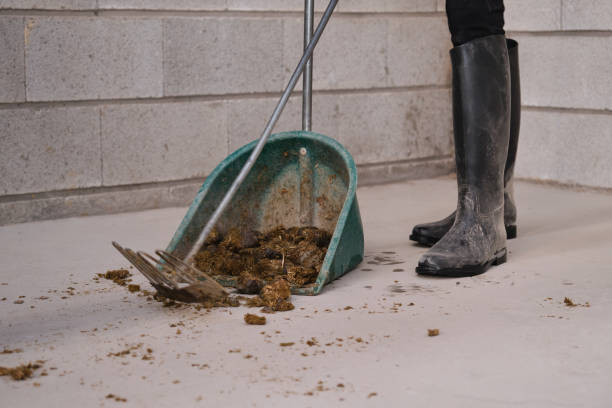 馬の便を掃除する農場労働者のクローズアップ。 - horse dung ストックフォトと画像