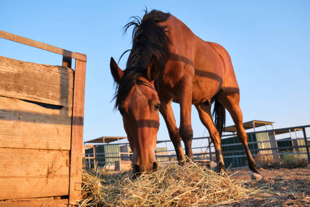 istock A chestnut horse eating hay. 1333071715