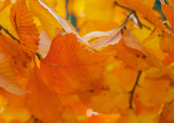 istock Bright yellow-orange leaves 1333071980