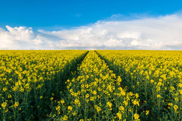 istock Canola Rapeseed Oil Field, England, UK 1333072629