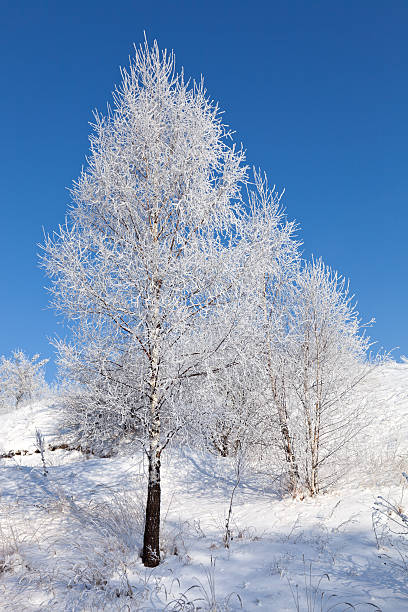 istock trees covered in a blanket of winter snow. 133307273