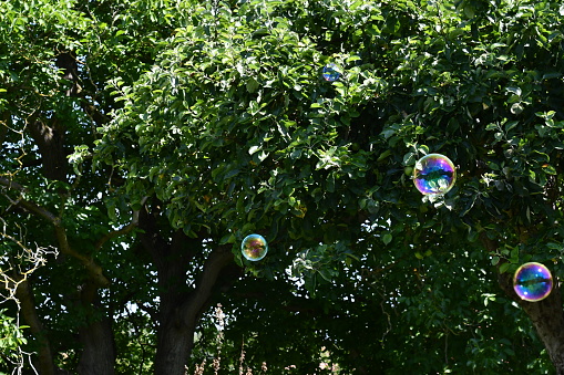 Four bubbles floating past an apple tree on a summers day in the UK