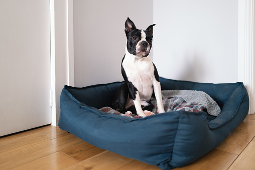 Boston Terrier sitting up in a large dog bed in a room with a wooden floor and white walls.