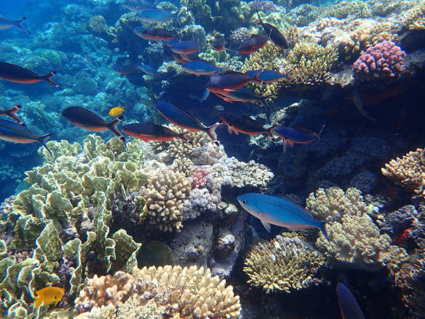istock Suez fusilier (Caesio suevica) undersea, Red Sea, Egypt 1333074887