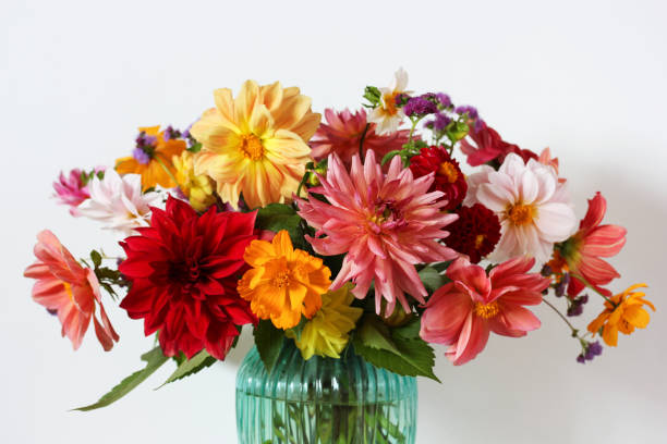 istock bouquet of dahlias close-up, selective focus. 1333075450