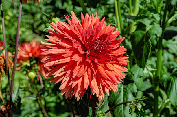istock Red dahlia flower in garden 1333075521