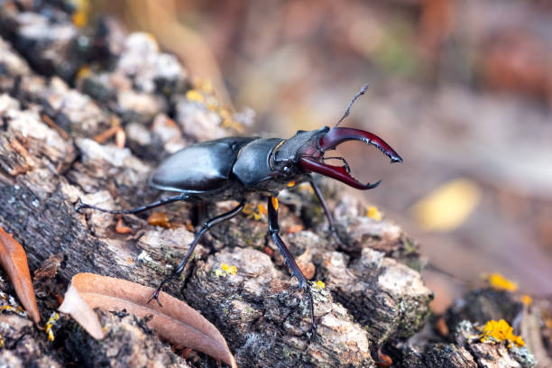 istock Beetle deer on  wood close-up macro 1333075679