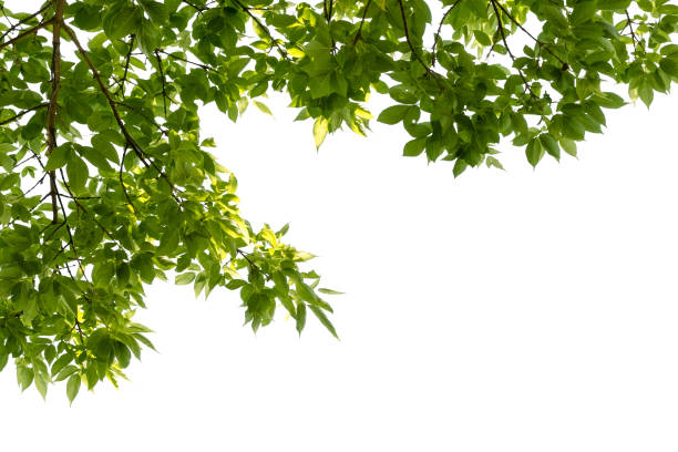 istock Natural green background with selective focus, Green leaves background, isolated on white background 1333075720