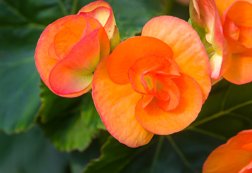 plant roses in the garden