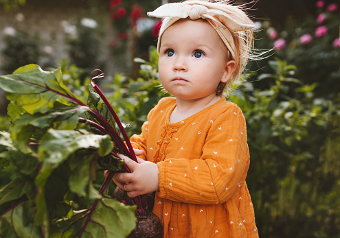 Baby girl holding beetroot healthy lifestyle organic vegan food eating vegetables child in garden home grown plant based diet nutrition