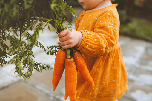 Child hand holding carrots healthy food eating lifestyle organic vegetables home grown plant based vegan diet nutrition