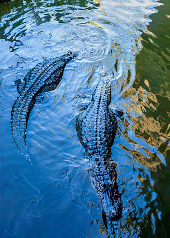 Just passing through - Two alligators pass each other in a stream near Kissimmee, Florida