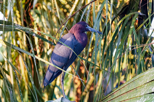 A Dark Grey body with a Maroon neck and head, and a gray beak darkening toward the tip are the most obvious distinguishing characteristics of the Little Blue Heron.