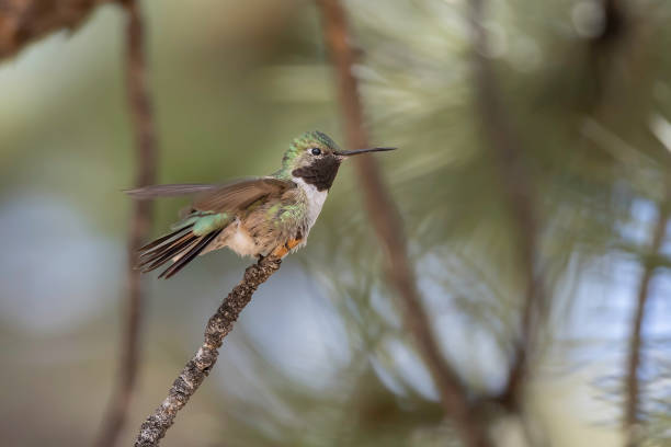 istock Male Broad-tailed Hummingbird in Colorado 1333081014