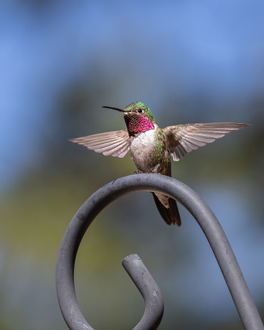 The broad-tailed hummingbird is a medium-sized hummingbird species found in highland regions from western United States and Western Canada to Mexico and Guatemala.