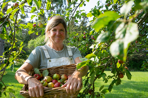 A mature woman outside in her garden picking apples off a tree