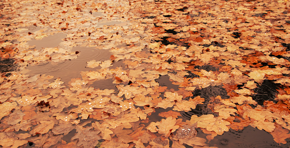 Fallen autumn oak leaves in the lake in the rain. Autumn nature. Variable focus