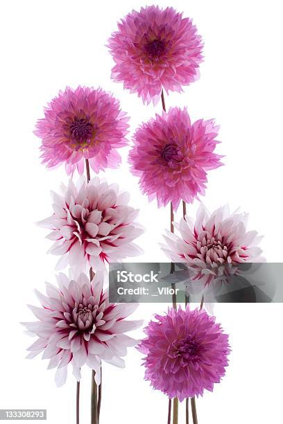 Dahlie Stockfoto und mehr Bilder von Baumblüte - Baumblüte, Blume, Blumenbouqet