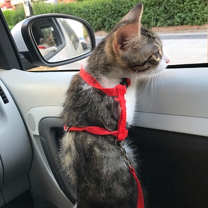 A kitten  is looking outside of the car window