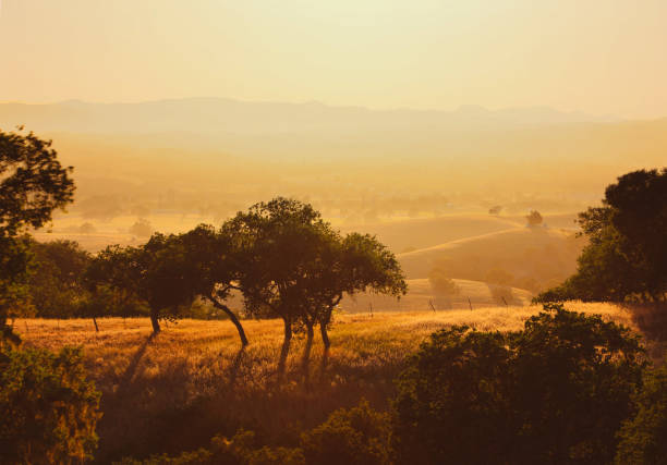 amanecer a través de los árboles en las colinas cubiertas de vid de wine country - vine vineyard wine california fotografías e imágenes de stock