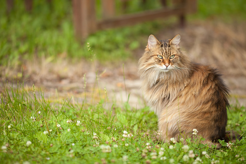 Young long haired brown cat walks outdoor next to the house.