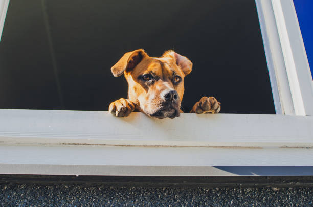 istock Cute boxer in the house 1333084763