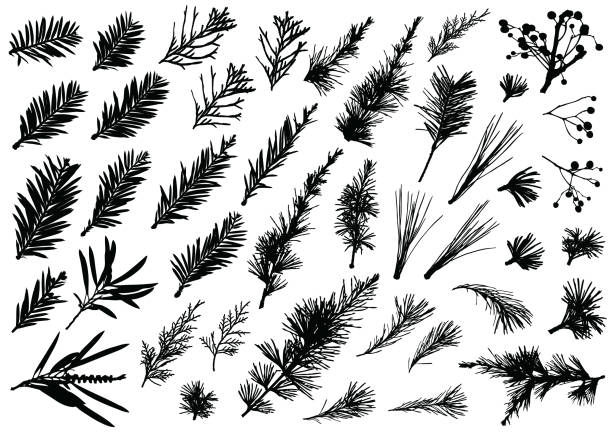 echte weihnachtspflanzen und blumenmuster - sequoiabaum stock-grafiken, -clipart, -cartoons und -symbole