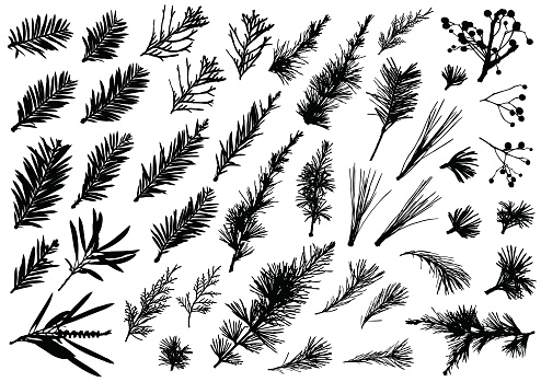 Real Christmas plants and floral vector designs for use on Christmas cards and promotional advertising.
