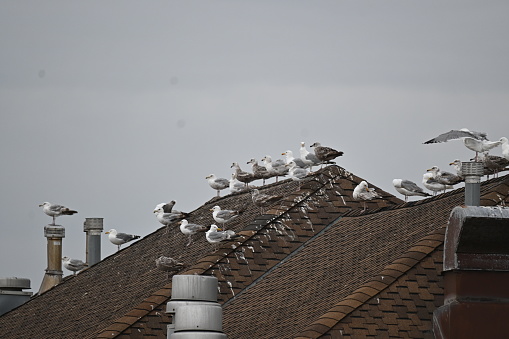 Several seaguls stopped in a building